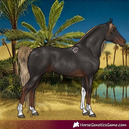 Horse Color:Liver Chestnut Tobiano 