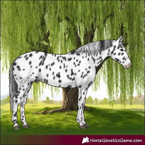 Horse Color:Black Appaloosa 