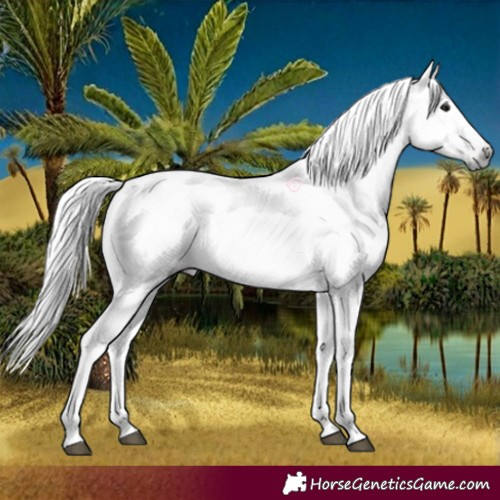 Horse Color:Gray Bay 