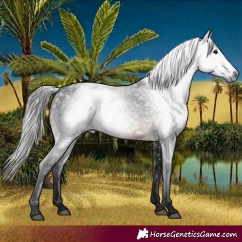 Horse Color:Gray Bay 