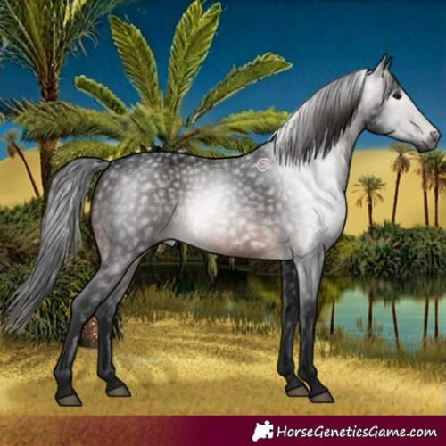 Horse Color:Gray Bay 