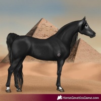 Horse Color:Gray Black 
