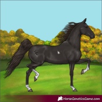 Horse Color:Liver Chestnut Tobiano 