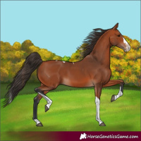 Horse Color:Bay Splash Tobiano 