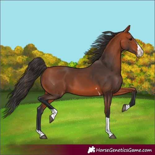 Horse Color:Bay Splash Tobiano 