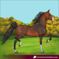 Horse Color:Bay Splash Tobiano 
