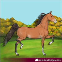 Horse Color:Bay Splash Tobiano 