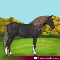 Horse Color:Liver Chestnut Tobiano 