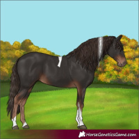 Horse Color:Liver Chestnut Tobiano 