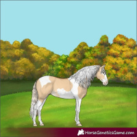 Horse Color:Palomino Dun Splash Tobiano
