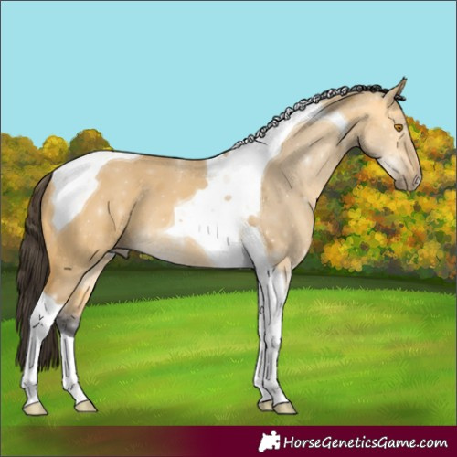 Horse Color:Buckskin Dun Tobiano 