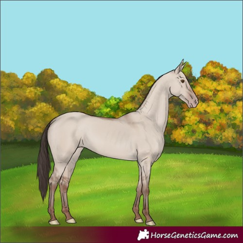 Horse Color:Classic Champagne Dun Rabicano