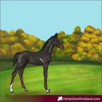 Horse Color:Liver Chestnut Tobiano
