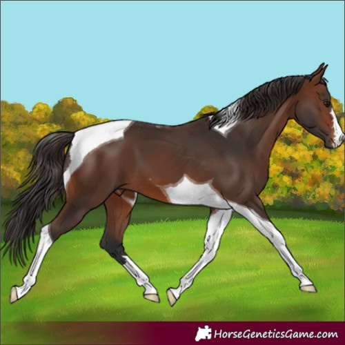 Horse Color:Brown Tobiano