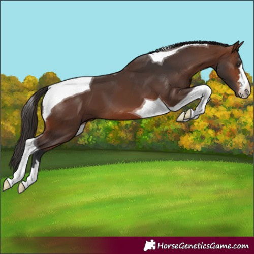 Horse Color:Brown Tobiano 