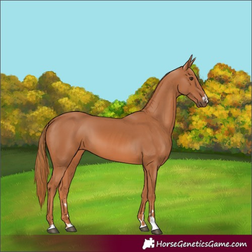 Horse Color:Chestnut 