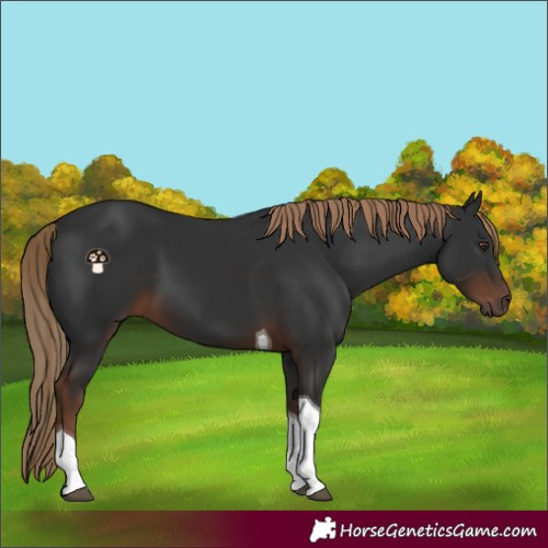 Horse Color:Liver Chestnut Tobiano