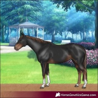 Horse Color:Liver Chestnut Tobiano 