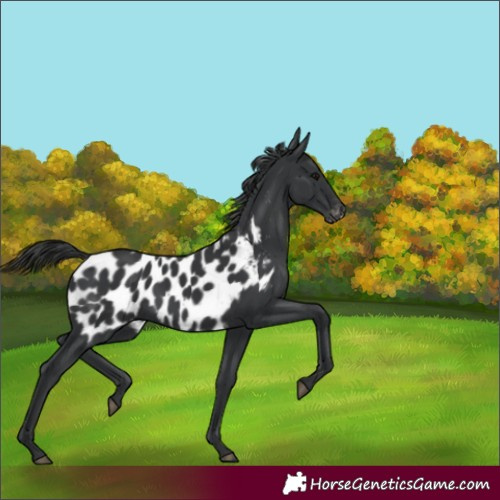 Horse Color:Black Appaloosa 