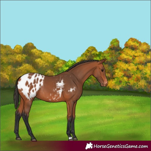 Horse Color:Bay Appaloosa Rabicano 