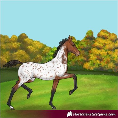 Horse Color:Bay Appaloosa 