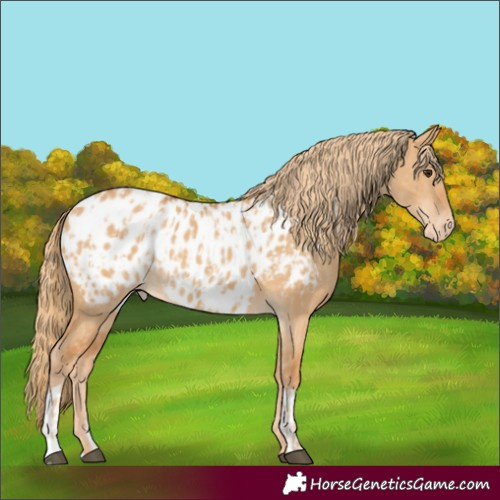 Horse Color:Red Dun Appaloosa  and Red Dun Appaloosa 