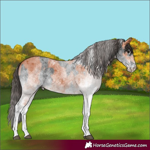 Horse Color:White Spotted Blue Roan Rabicano  and White Spotted Bay Roan Rabicano 