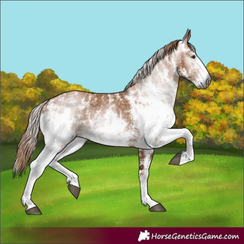 Horse Color:Gray Chestnut Sabino 