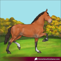 Horse Color:Bay Sabino