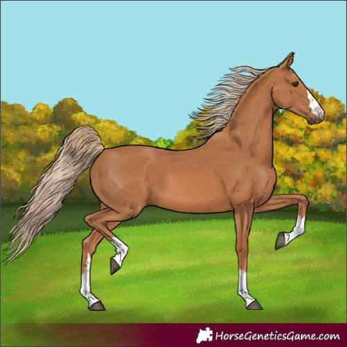 Horse Color:Chestnut 