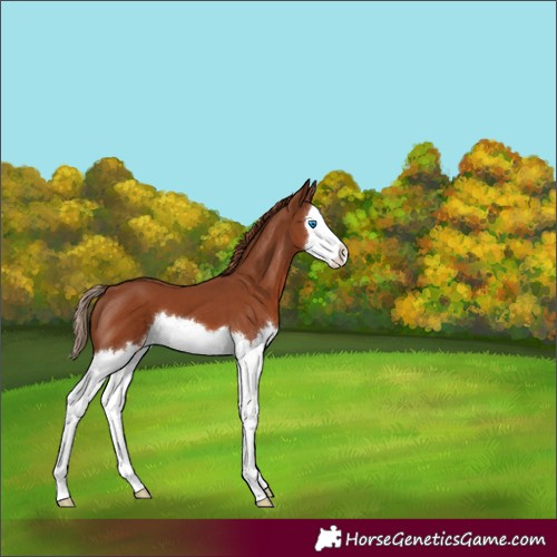Horse Color:Chestnut Splash 
