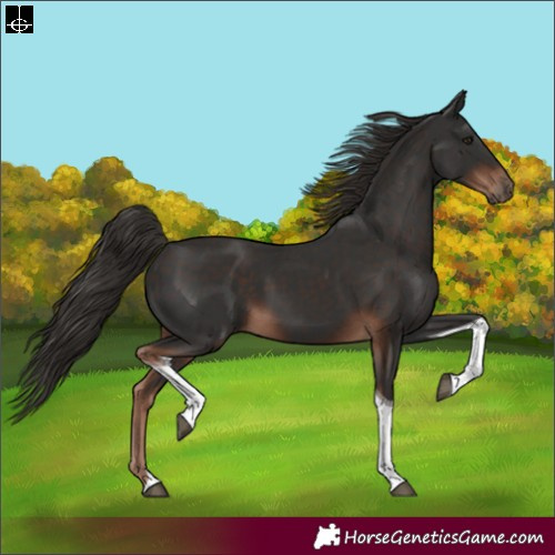 Horse Color:Liver Chestnut Tobiano 