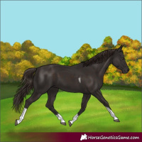 Horse Color:Liver Chestnut Tobiano