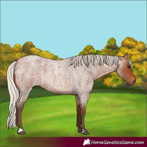 Horse Color:Silver Bay Roan 