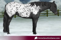 Horse Color:Black Appaloosa Rabicano 