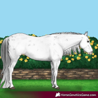 Horse Color:Black Sabino 