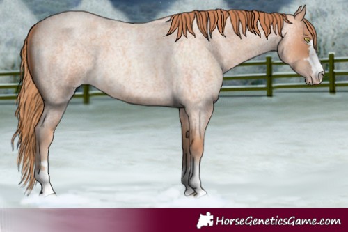 Horse Color:Gold Champagne Roan 