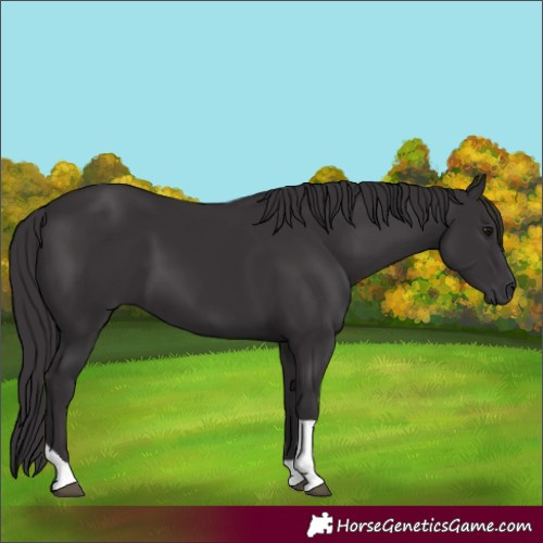 Horse Color:Smoky Black Tobiano 