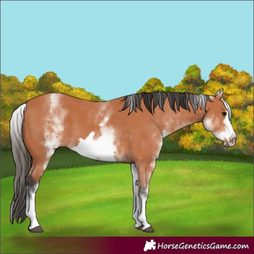 Horse Color:White Spotted Bay Frame