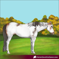 Horse Color:White Spotted Bay Frame 