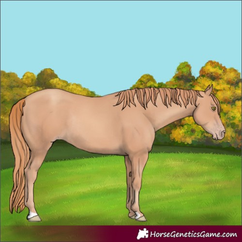 Horse Color:Gold Champagne Rabicano 