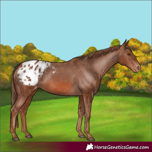 Horse Color:Chestnut Blanket