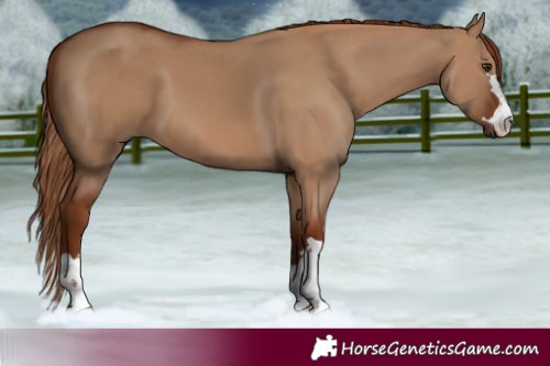 Horse Color:Red Dun 