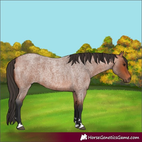 Horse Color:Bay Roan 