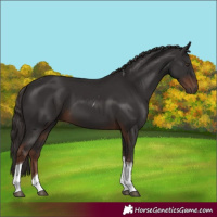 Horse Color:Liver Chestnut Tobiano 