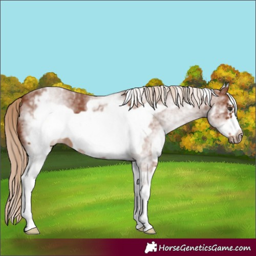 Horse Color:White Spotted Chestnut Frame 