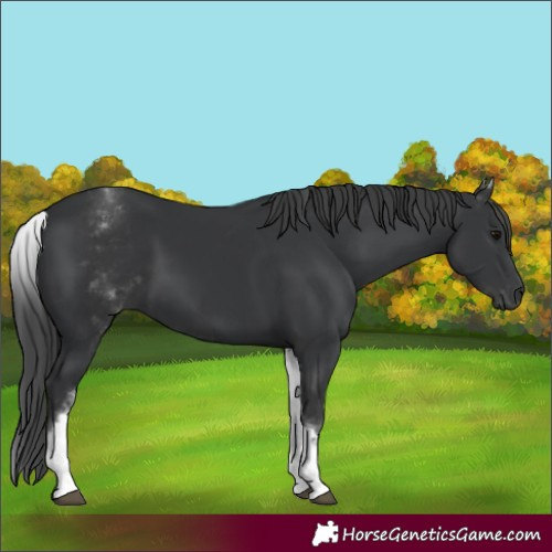 Horse Color:White Spotted Black 