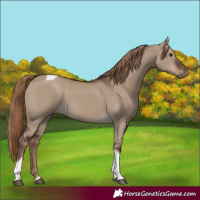 Horse Color:Liver Red Dun Tobiano 