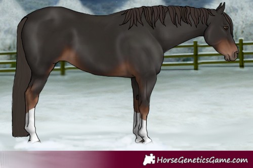 Horse Color:Liver Chestnut Tobiano 