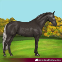 Horse Color:Gray Silver Black 